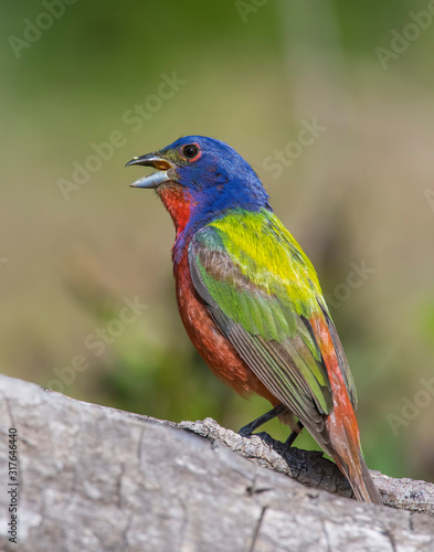 Painted Bunting male © David McGowen