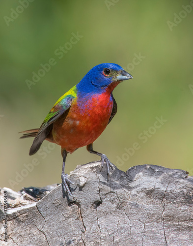 Painted Bunting male