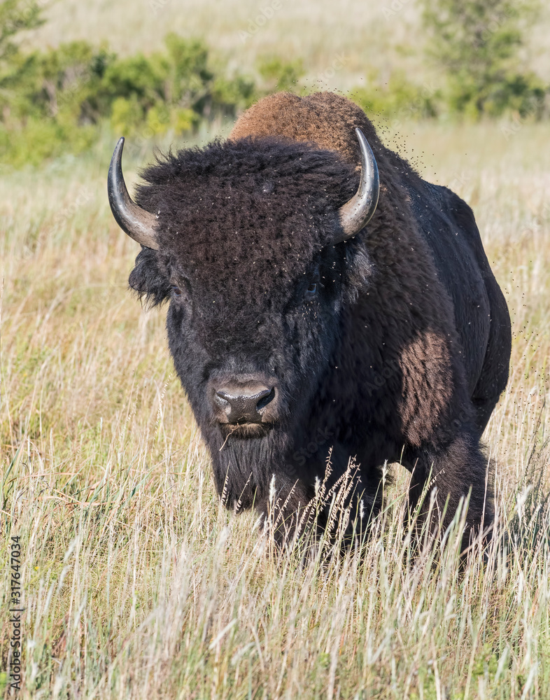 Bison in the Wichita Mountains