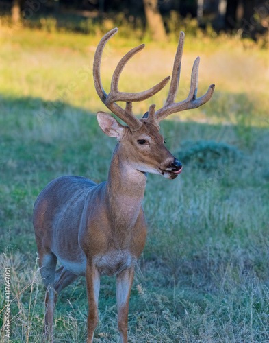 Whitetail Buck in velvet