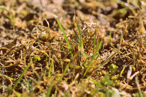 Sprouts of new young grass in early spring in the forest close-up. Natural background retro style toned