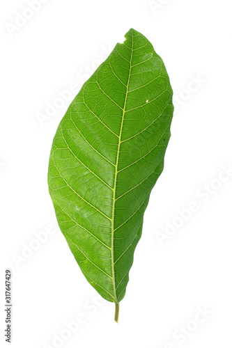 green leaves frame on white background