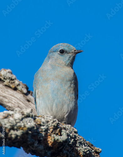 Mountain Bluebire on a perch