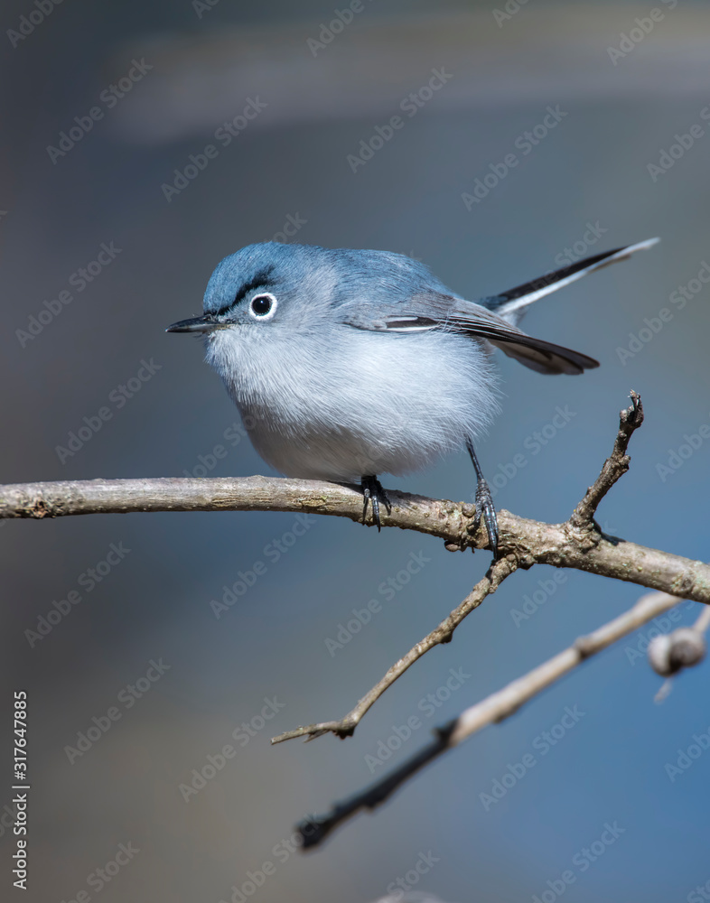 Obraz premium Blue-gray Gnatcatcher