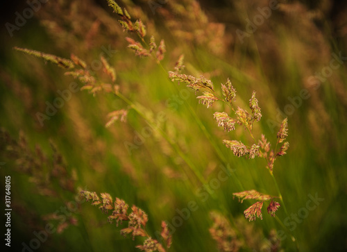 tufts of grass close up in the summer photo