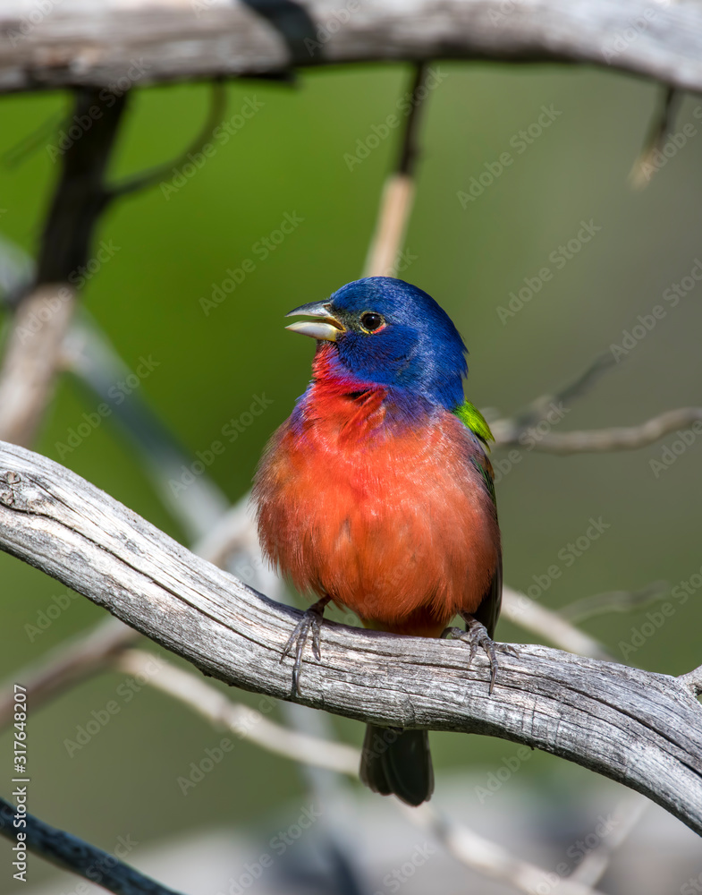 Obraz premium Male Painted Bunting
