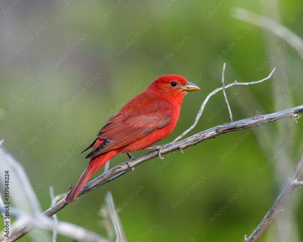Male Summer Tanager on a perch Male Summer Tanager on a perch