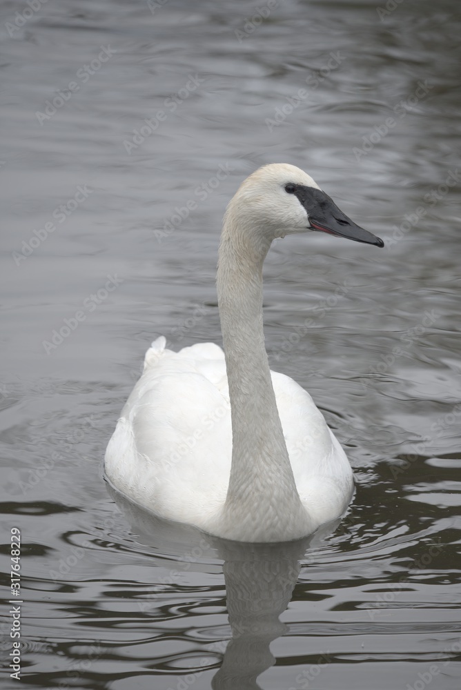 A trumpeter swan A trumpeter swan