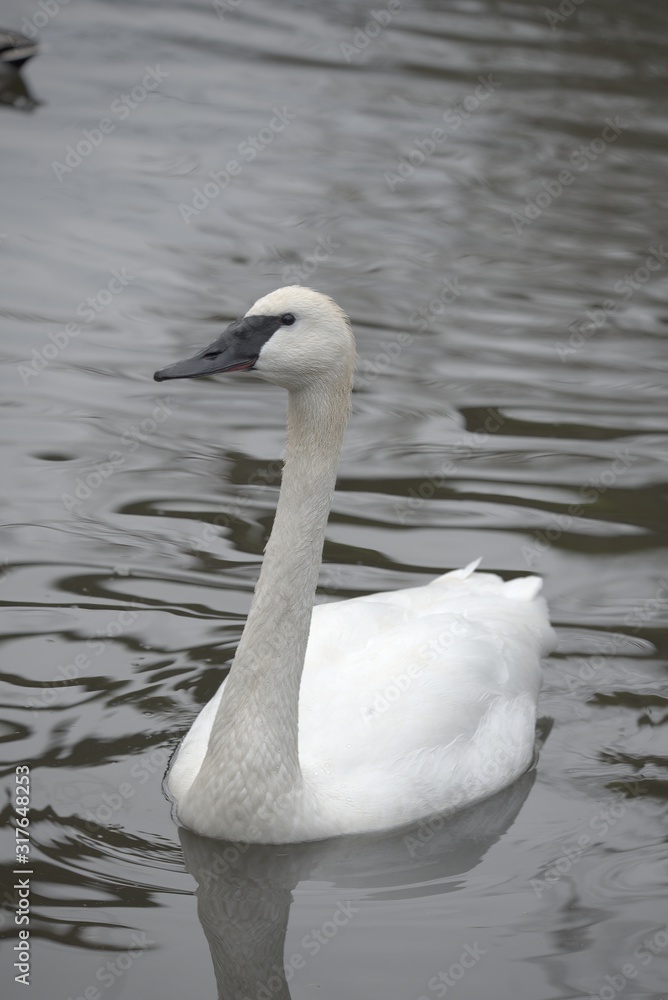 Fototapeta premium A trumpeter swan