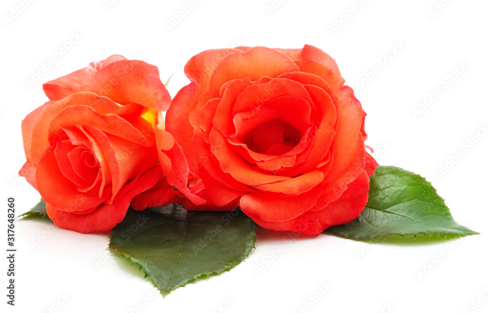 Fototapeta premium Beautiful orange flowers.