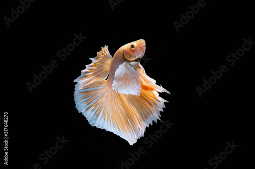 The Moving Moment of Gold Silver Half Moon Big Ear oe Elephant Ear Betta Splendens or Siamese Fighting Fish on Black Background
