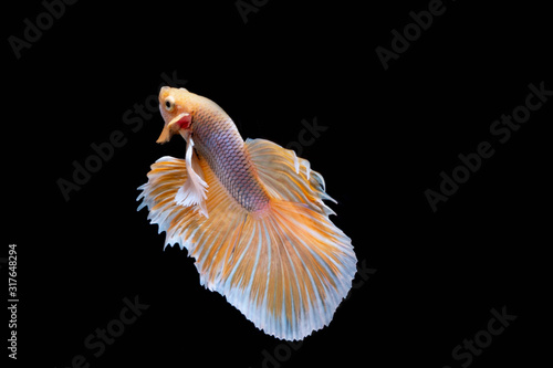 The Moving Moment of Gold Silver Half Moon Big Ear oe Elephant Ear Betta Splendens or Siamese Fighting Fish on Black Background