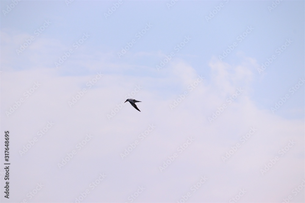 Fototapeta premium Low angle view of birds flying against blue sky