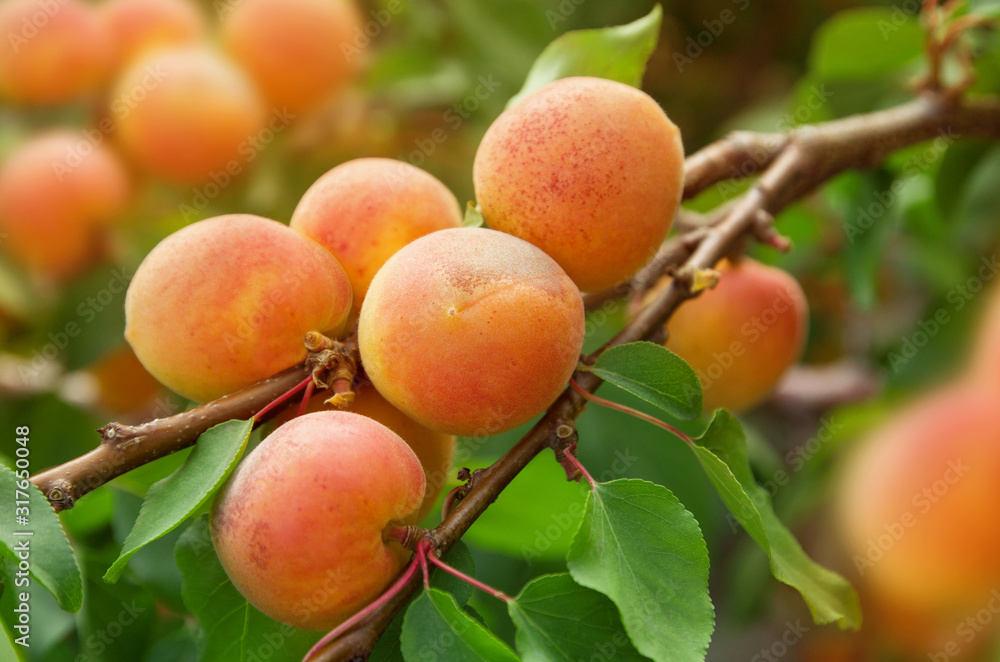 Ripe juicy apricots on a branch with leaves. Blurred background. Small depth of field. Summer harvest Ripe juicy apricots on a branch with leaves. Blurred background. Small depth of field. Summer harvest