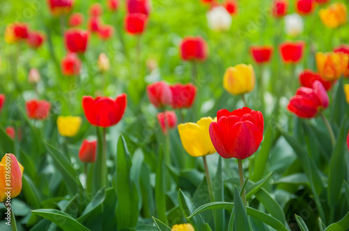 Red tulips flowers on a stem among the leaves. Beautiful spring or summer landscape
