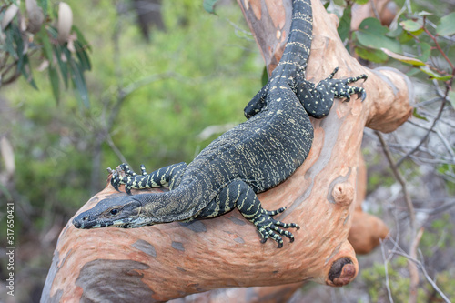 Foto Lace Monitor lizard on tree limb