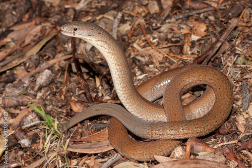 Common Scally-foot legless lizard showing tail re-growth