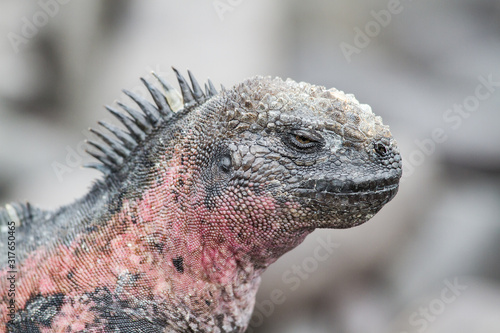 Marine Iguana