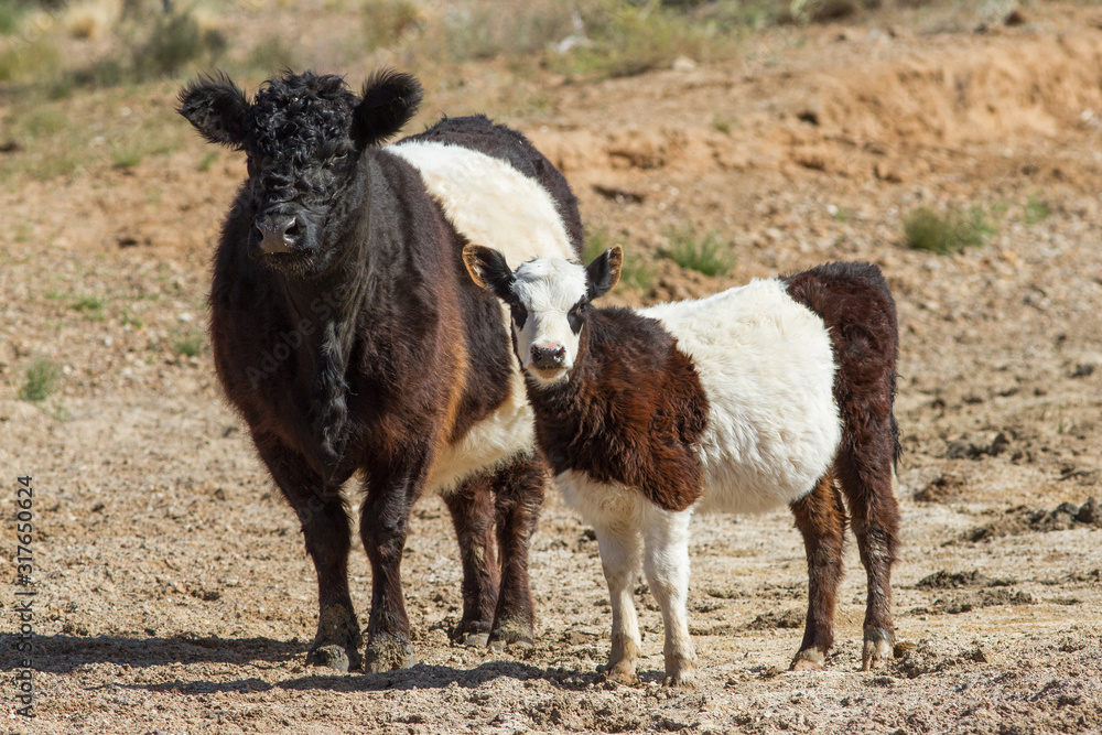 Belted Gallaway Cattle Belted Gallaway Cattle
