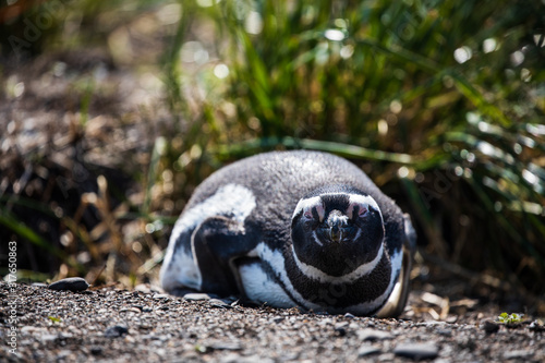 Magellanic penguin lying down in Ushuaia, Argentina, Tierra del Fuego, Patagonia