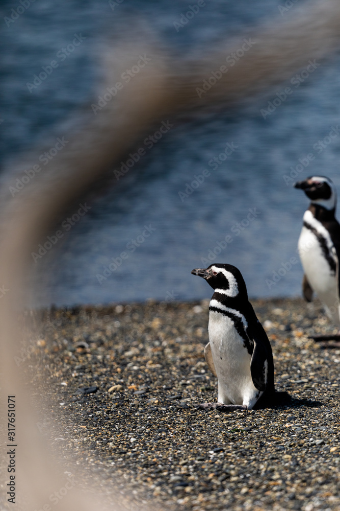 Naklejka premium Magellanic penguin near the ocean in Ushuaia, Argentina, Tierra del Fuego, Patagonia