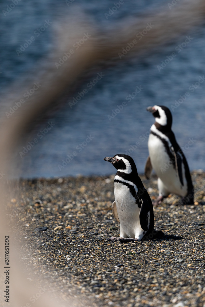 Fototapeta premium Magellanic penguins near the ocean in Ushuaia, Argentina, Tierra del Fuego, Patagonia