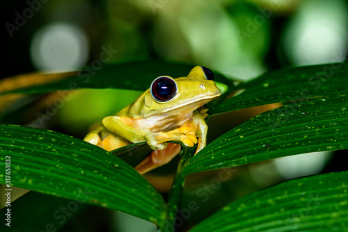 Gliding tree frog (Agalychnis spurrelli) is a species of frog in family Hylidae. It is found in Colombia, Costa Rica, Ecuador, and Panama. photo