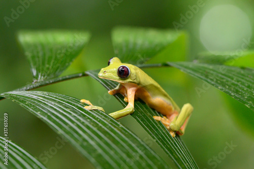 Gliding tree frog (Agalychnis spurrelli) is a species of frog in family Hylidae. It is found in Colombia, Costa Rica, Ecuador, and Panama. photo