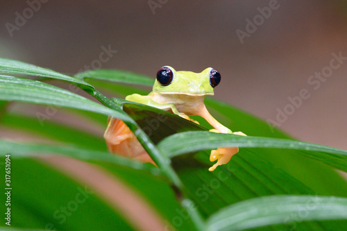 Gliding tree frog (Agalychnis spurrelli) is a species of frog in family Hylidae. It is found in Colombia, Costa Rica, Ecuador, and Panama.