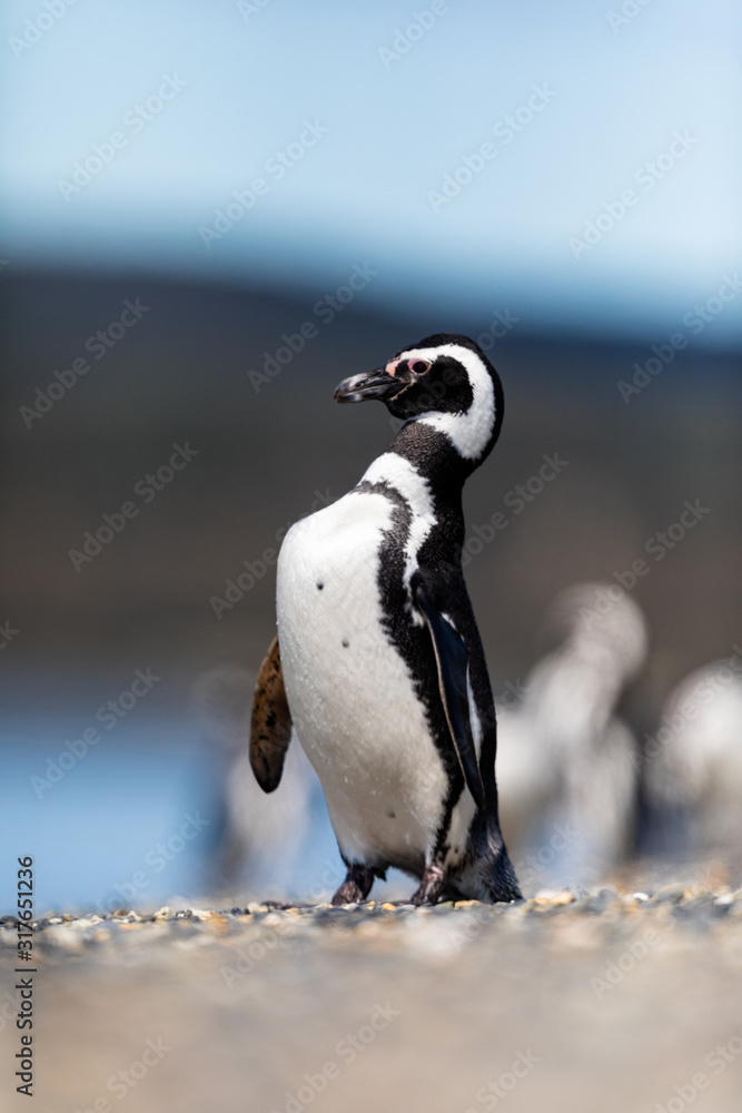 Obraz premium Magellanic penguin near the ocean in Ushuaia, Argentina, Tierra del Fuego, Patagonia