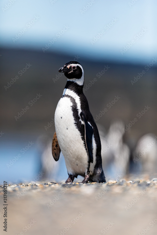 Naklejka premium Magellanic penguin near the ocean in Ushuaia, Argentina, Tierra del Fuego, Patagonia