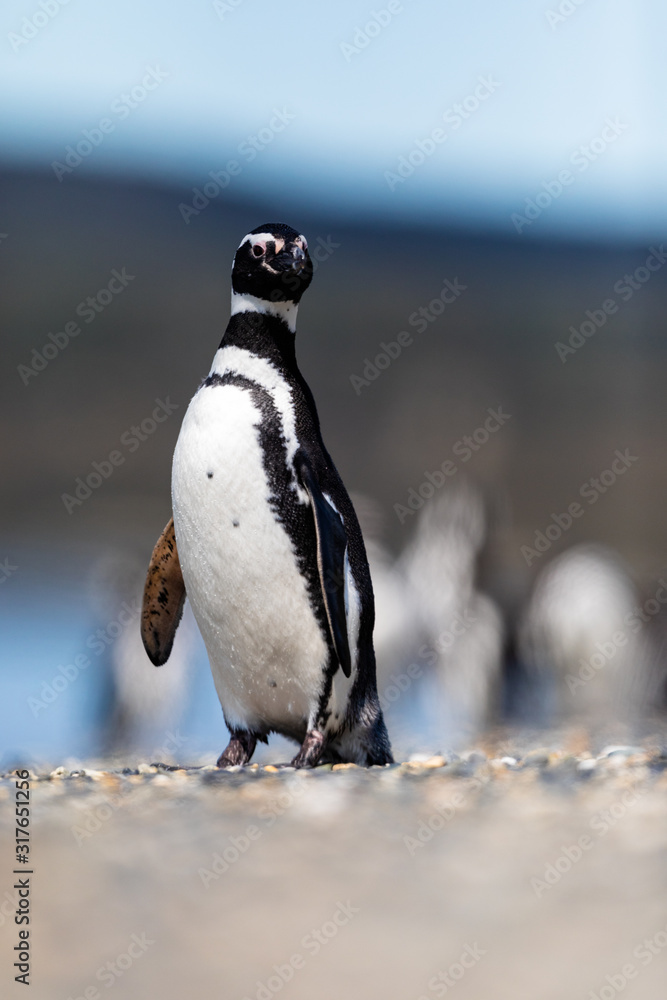 Naklejka premium Magellanic penguin near the ocean in Ushuaia, Argentina, Tierra del Fuego, Patagonia