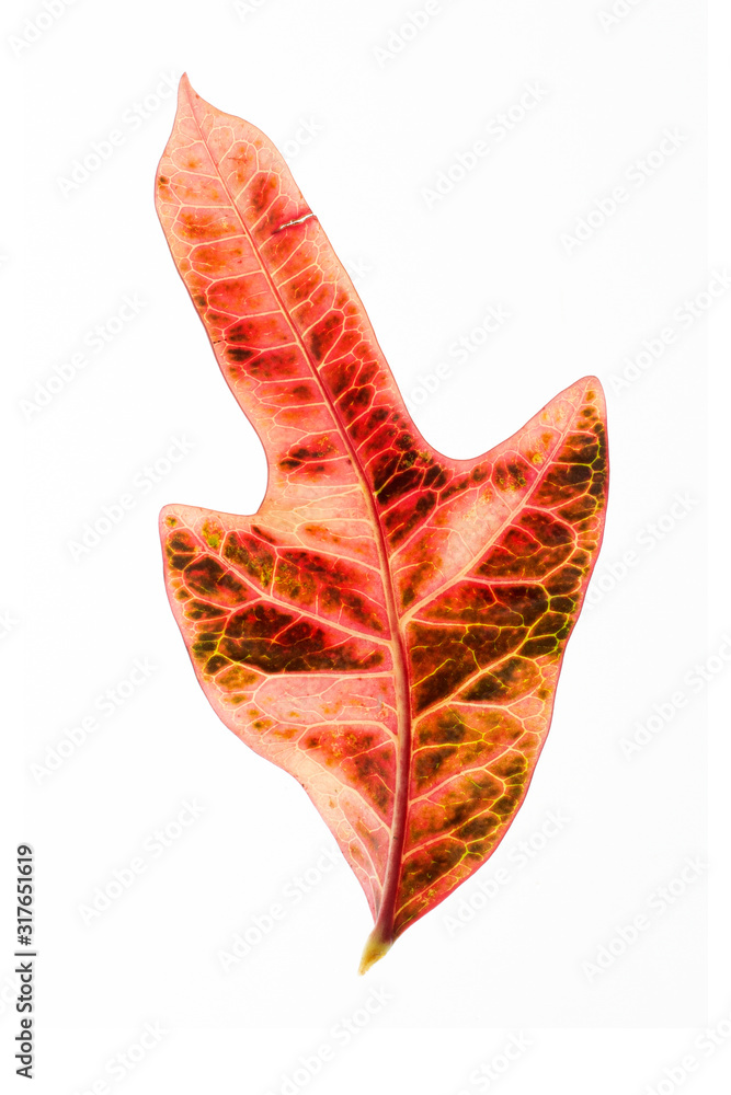 Shiny yellow leaf gold foil texture background Shiny yellow leaf gold foil texture background