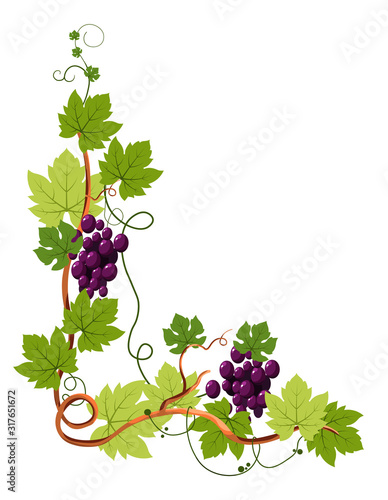 Vine twigs and grape bunches isolated icon, natural decor