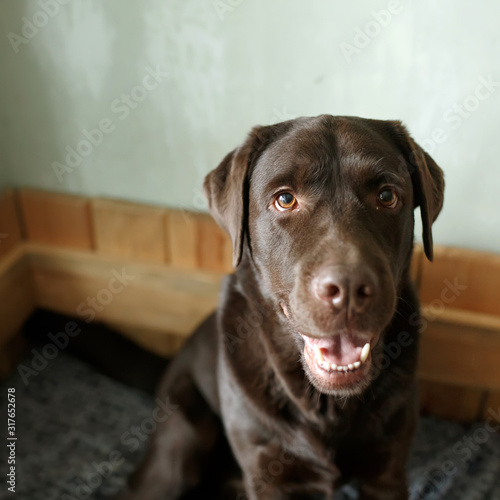 Brown chocolate labrador retriever sitting sadly on his dog bed alone © dariazu