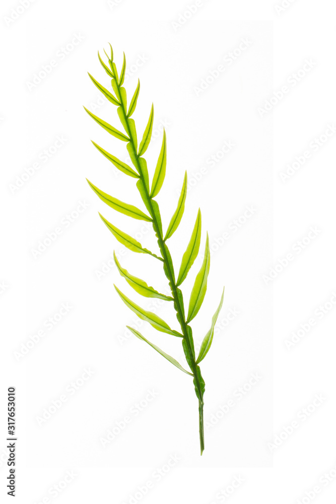 Fototapeta premium green leaves frame on white background