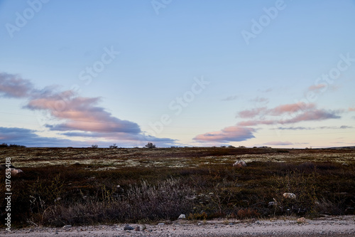 Tundra landscape with moss, glass and stouns in the north of Norway or Russia and blue sky with clouds photo