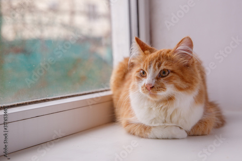 portrait of a red cat sitting on a window