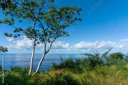 Panoramic View with a Tree and the Ocean in the background, Sayulita Mexico. © Julio