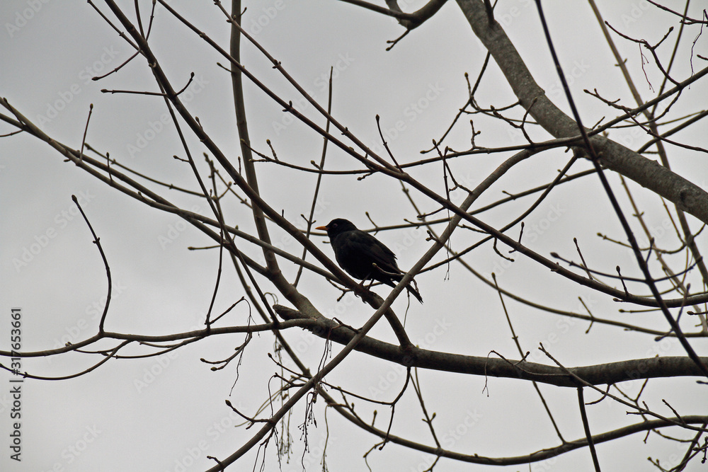 Obraz premium Amsel im Geäst