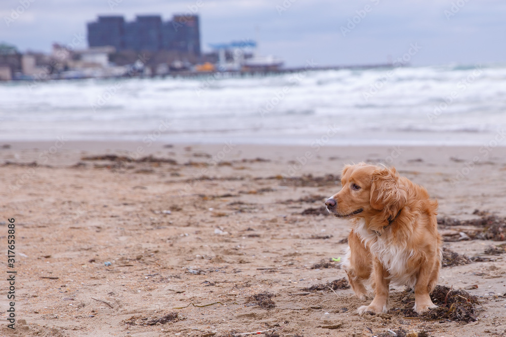 red dog Cocker Spaniel runs around playing on the beach red dog Cocker Spaniel runs around playing on the beach