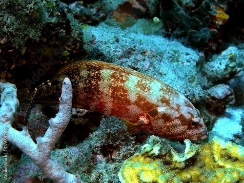 The amazing and mysterious underwater world of Indonesia, North Sulawesi, Manado, grouper