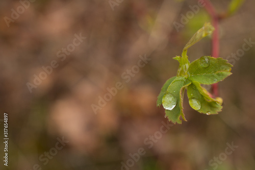 Water Droplets on Spring Leaves