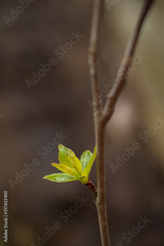 Spring Bud on Branch