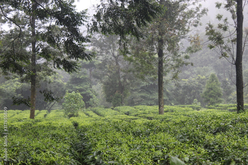 Beautiful morning at a tea plantation in West Java Beautiful morning at a tea plantation in West Java