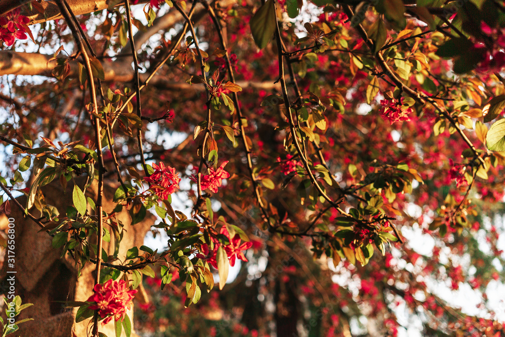 Blooming spring trees with red flowers and green leaves in the warm sunset light. Spring floral background. Blooming spring trees with red flowers and green leaves in the warm sunset light. Spring floral background.