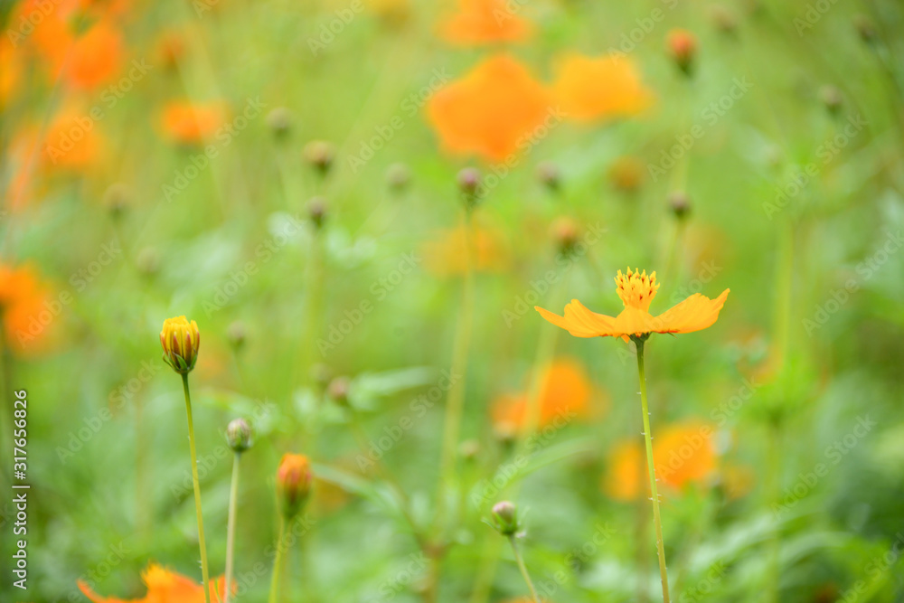 Cosmos sulphureus ( yellow cosmos ) flowers field at sunset.Cosmos sulphureus in the Dengdu Wet Lnad park of Guzhen Town in Zhongshan, Guangdong, China. Cosmos sulphureus ( yellow cosmos ) flowers field at sunset.Cosmos sulphureus in the Dengdu Wet Lnad park of Guzhen Town in Zhongshan, Guangdong, China.