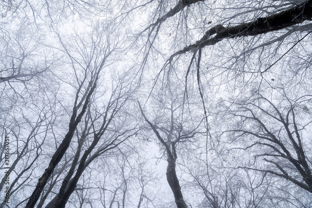 Crowns of bare trees against a sky Crowns of bare trees against a sky