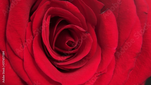 macro Close up of red rose petal in black background  Beautiful flower of love. Velvet red petals. Flowers close-up. 