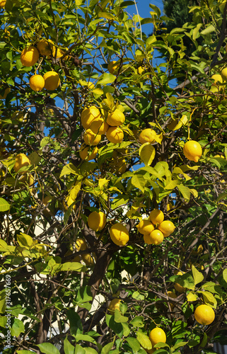 lemon tree with fruits on branches against the blue sky. Vertical orientation